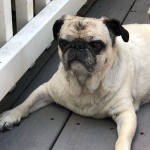 Meet your Posher, James